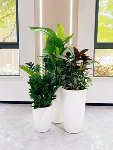 宁波奉化植物租摆价格全解析，速来围观！